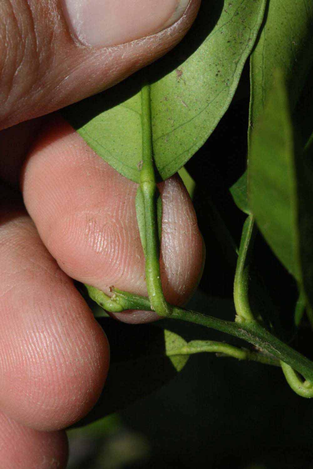              Petiole (Riverside, CA)       